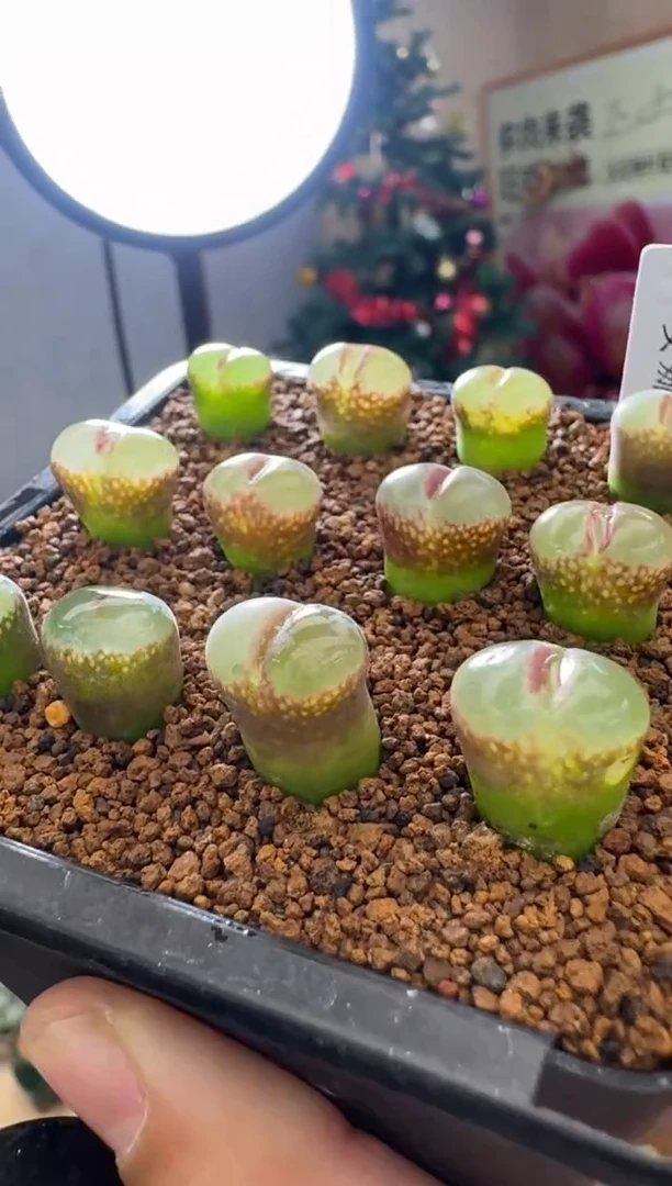 【闪购商品】30-10安娜玫瑰一颗