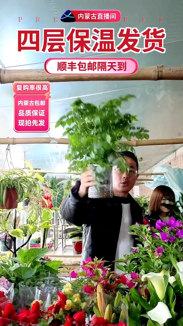 完全开放水培幸福树