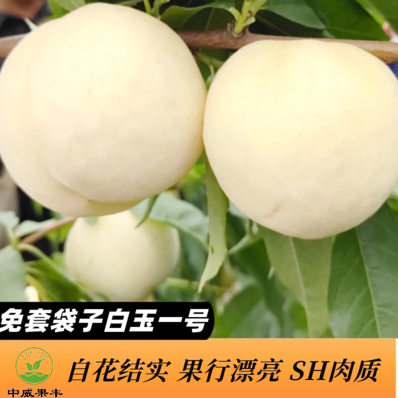 免套袋纯白色品种，白玉一号  6月初成熟  SH肉质  丰产耐储运