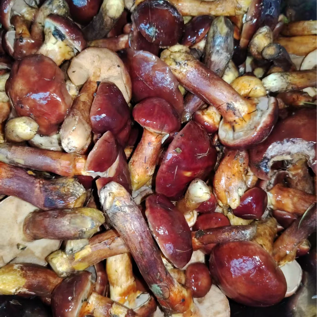 大兴安岭野生新鲜粘团子腌渍牛肝菌（1000g*1)