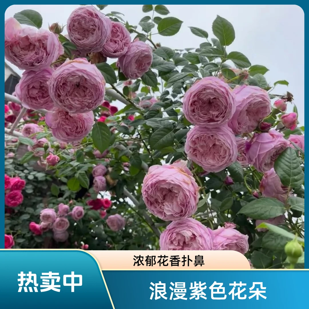 【新疆包邮爬藤月季】自由精神浓香型藤本月季带土球发货庭院栽种