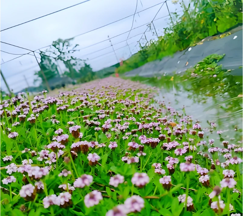 姬岩垂草耐踩踏耐贫瘠耐旱热耐寒四季开花可用于庭院绿化地被植物