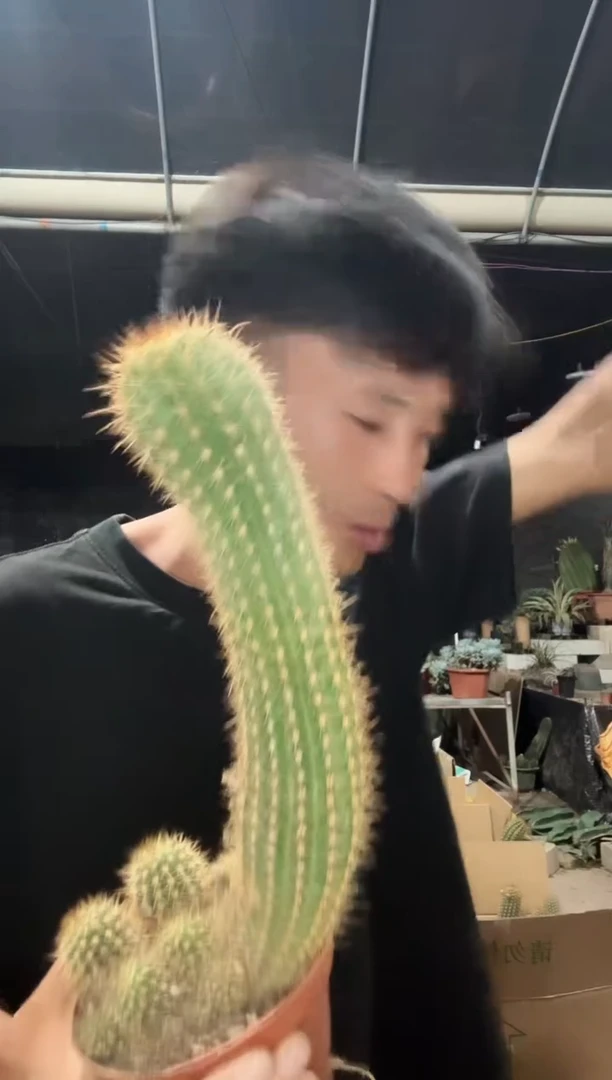 弯弯弯毛花柱不售后===