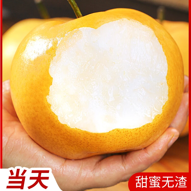 正宗秋月梨山东烟台莱阳梨脆甜多汁核小肉厚现摘现发梨山东省