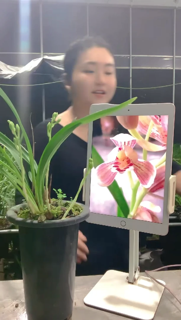 当前无花栽培后可以开花烦****”汇翠粉荷