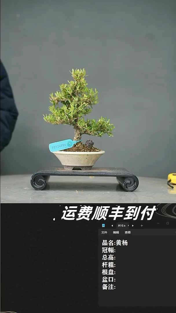 【闪购商品】32  黄杨