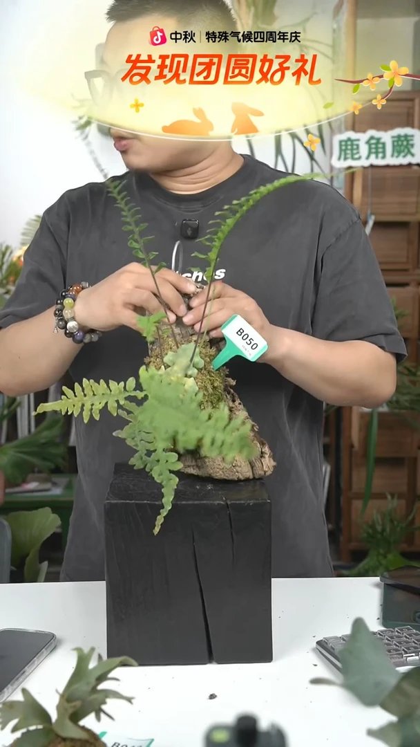 不开花植物B050-上板蓝蚁蕨