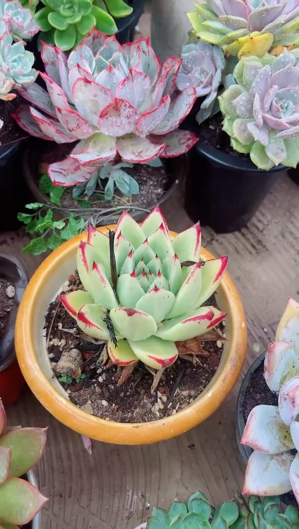 小**奇多肉植物一物一拍18084