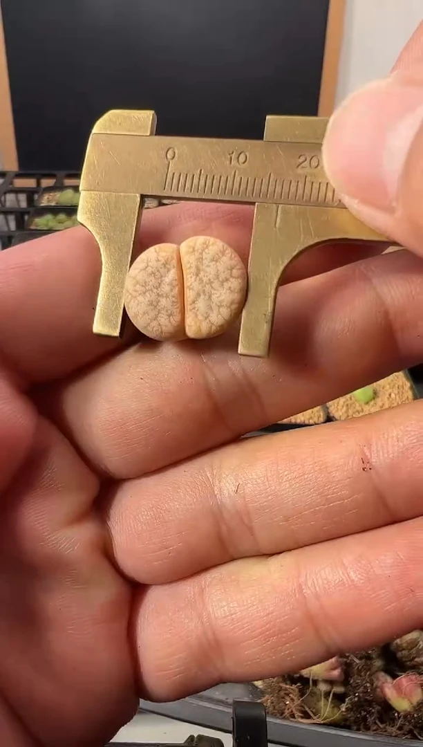 一物一拍 115