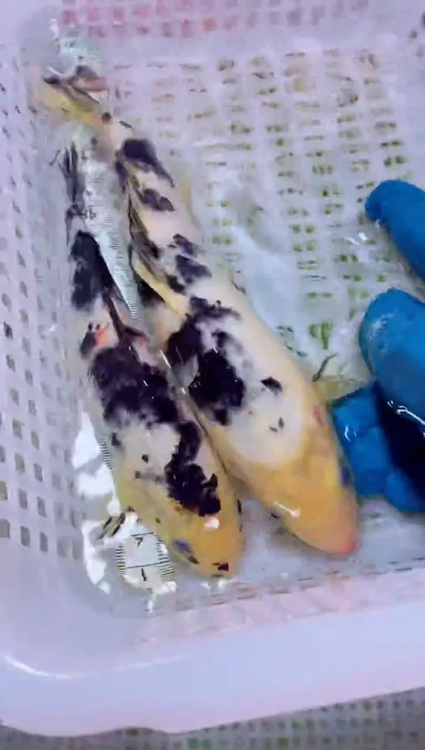 锦鲤血统锦鲤全场包邮129
