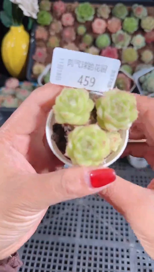 1118-459麦秆群生不包整