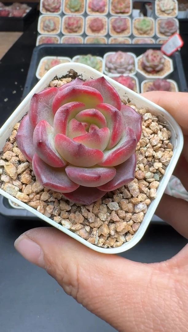 【闪购商品】020B物拍多肉带盆土6.5杯拍3颗包柚