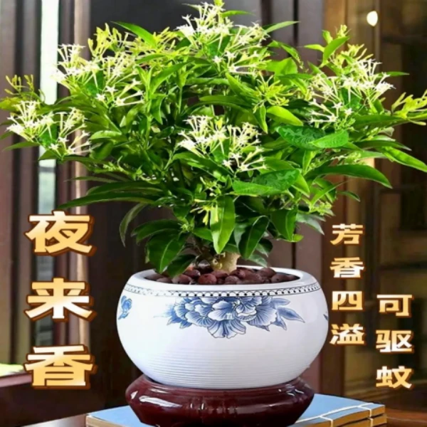 夜来香花树苗九里香胡椒木盆栽室内外驱蚊开花植物