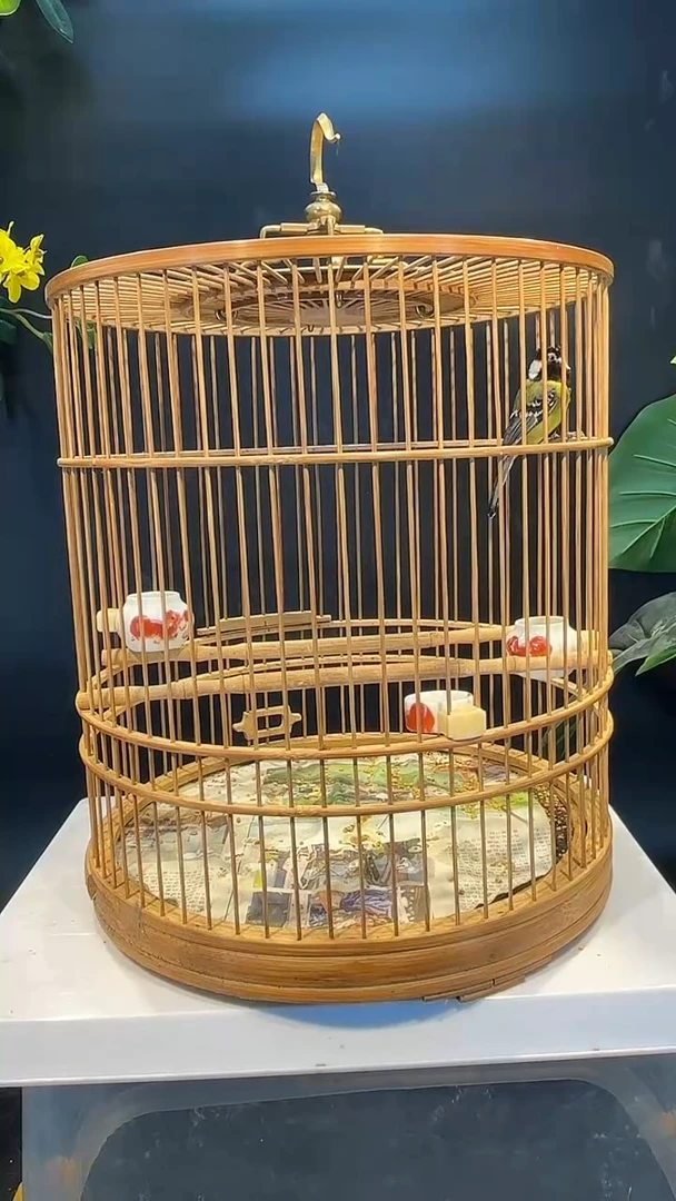 6号   绿背山雀养笼0元起拍