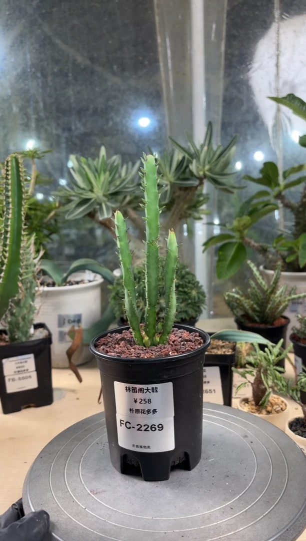 林笛阁大戟FC-2269