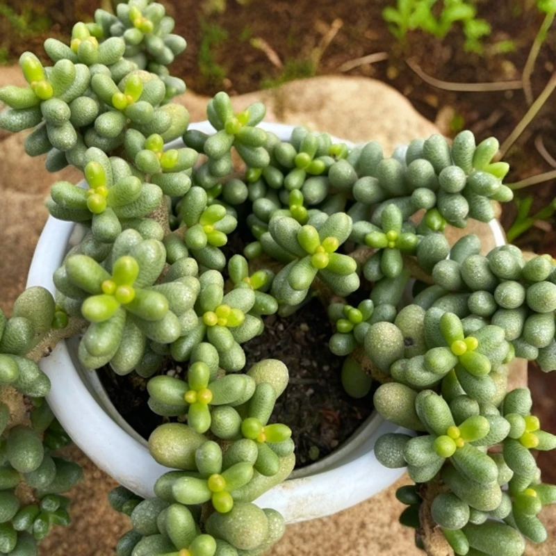 绿龟卵180#KY 梅子多肉好看新手闭眼入阳台庭院一单