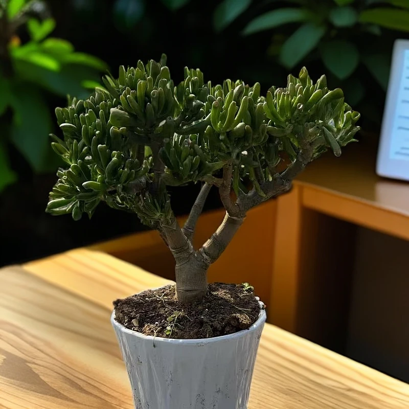 精品吸财树 好种好样南方北方室内室外6年老桩【带盆带土】
