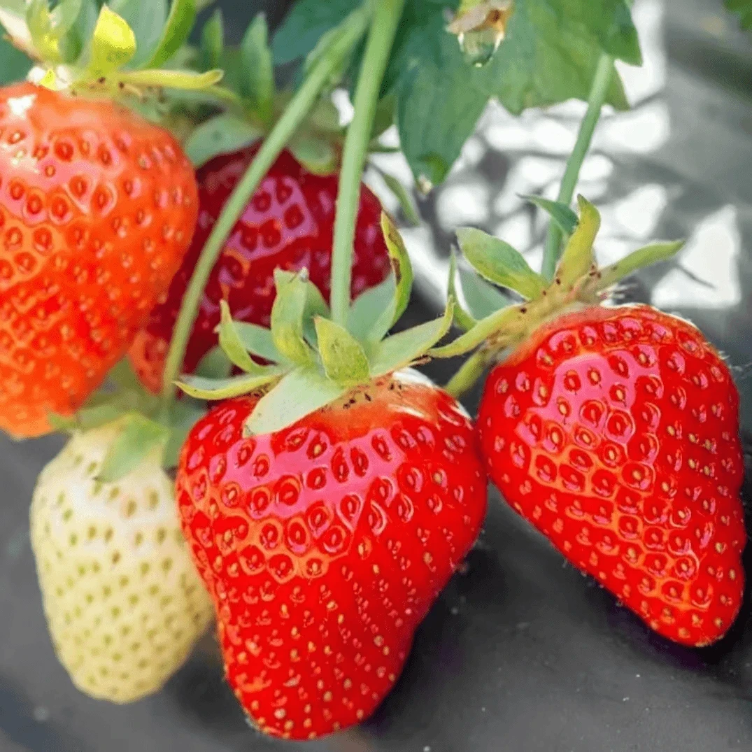 【奶油草莓种子】温度适宜四季结果盆栽地栽红莓室内外阳台水果