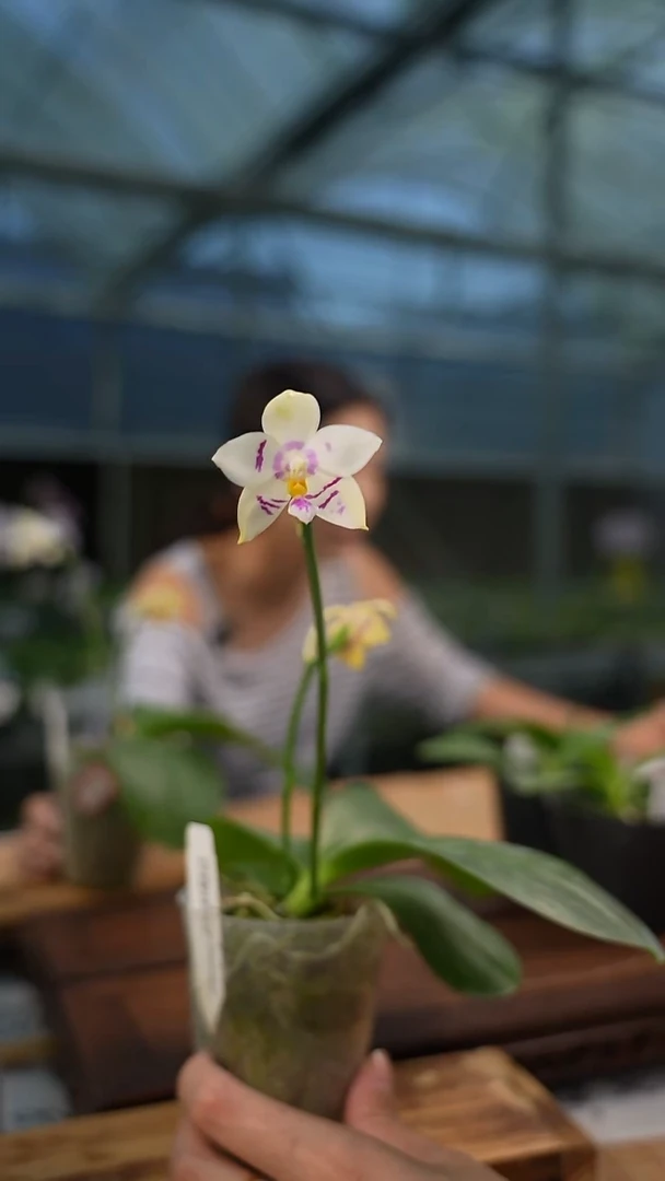 完全开放宝贝路德交彩虹隼鹰  双花箭
