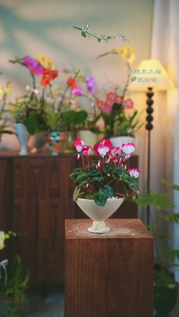 以实际为准仙客来盆栽98