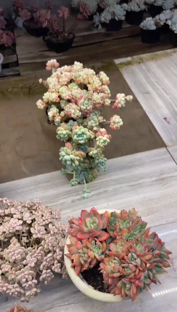 【闪购商品】2-182劳尔