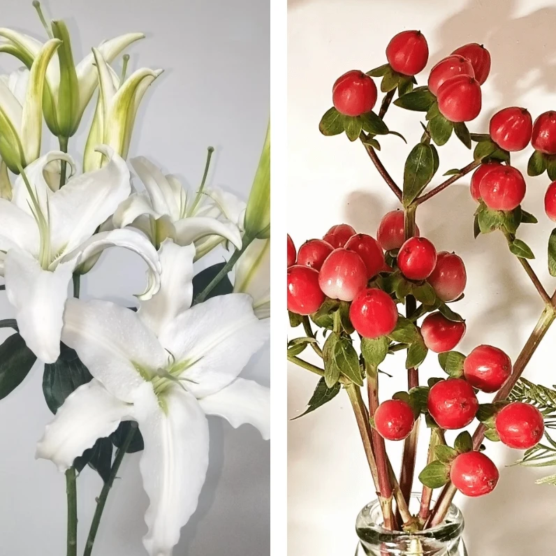 【朱砂痣与白月光】宠粉专属组合 香水百合西伯利亚3支+红豆火龙果半扎