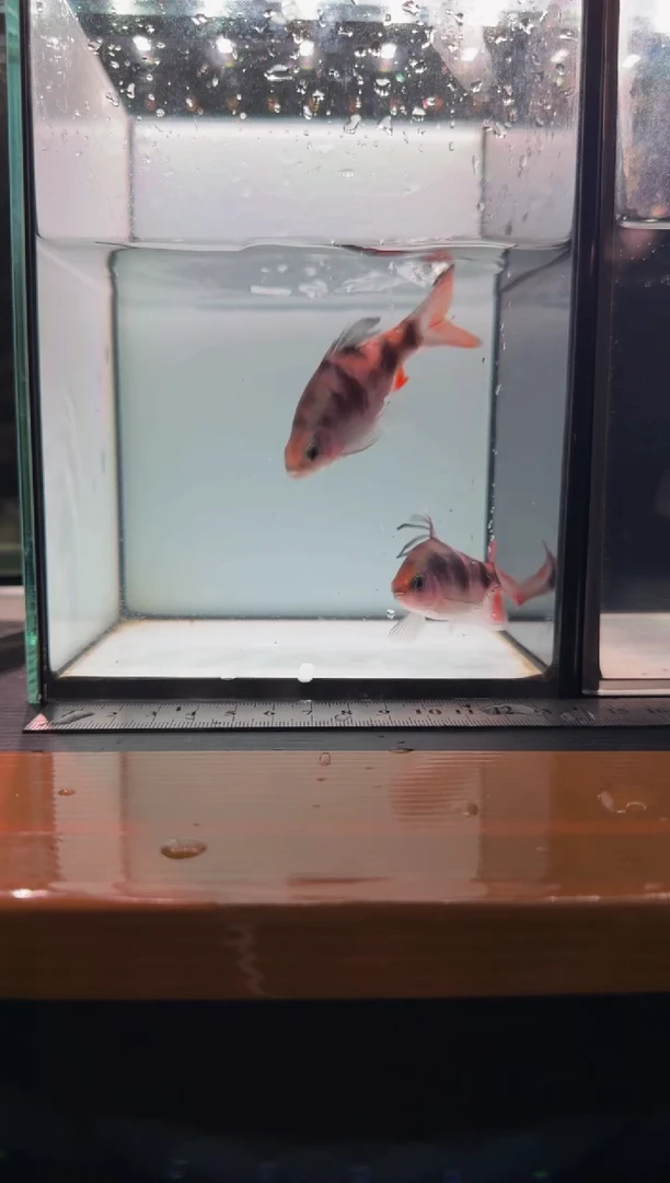 海水鱼红尾绿荧光