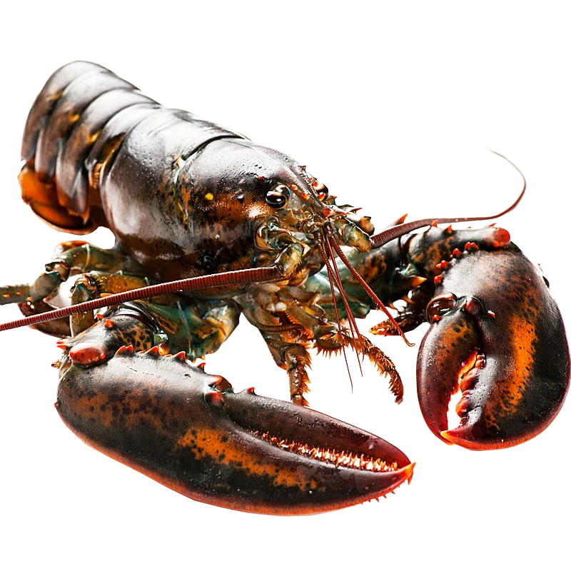 【老郑直播现称】3.5-4斤 帝王蟹1只+两只1-1.5斤的波士顿龙虾