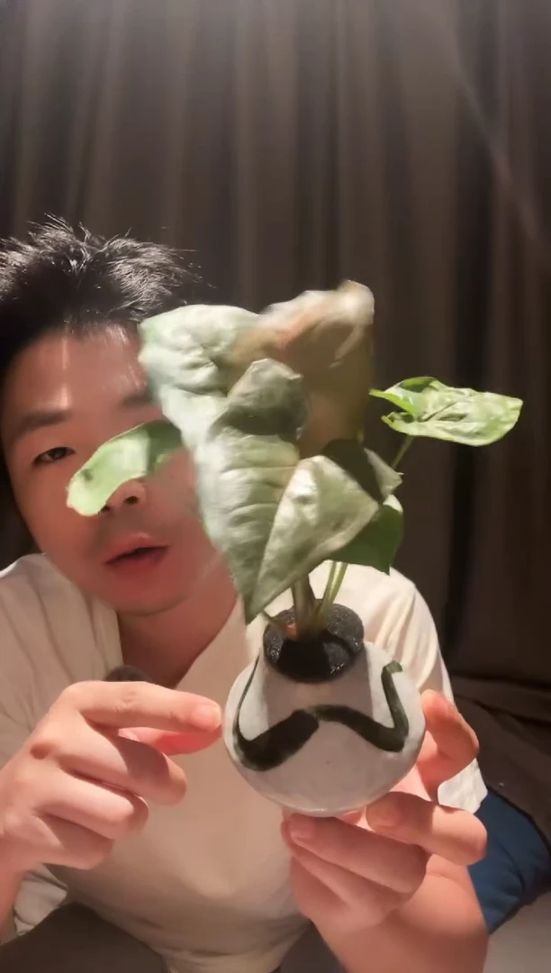 当前无花栽培后可以开花玛利亚瓷器瓶