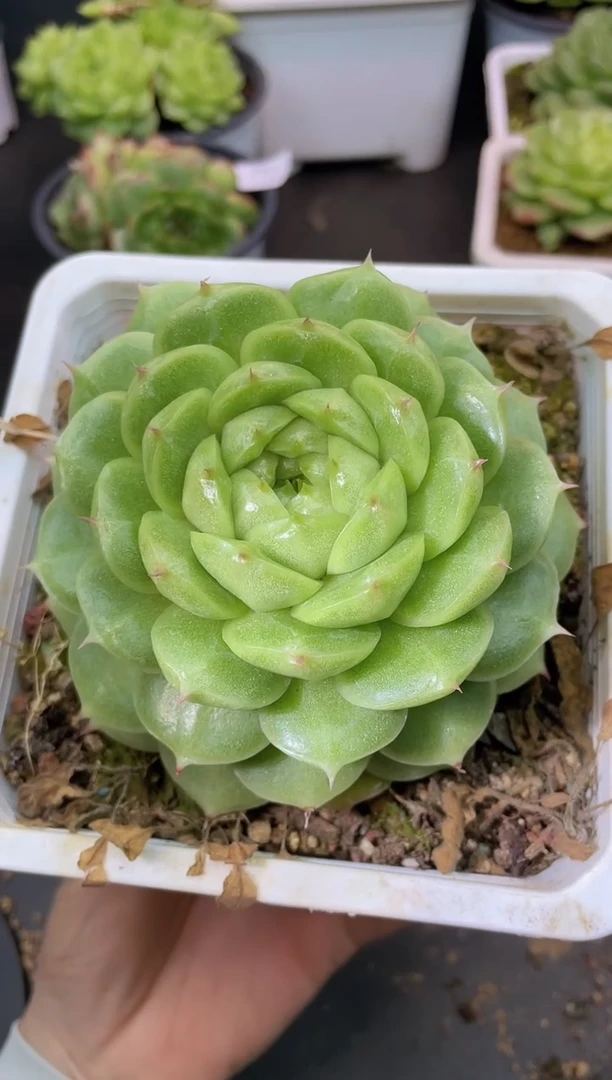 345翡冷翠一物一拍