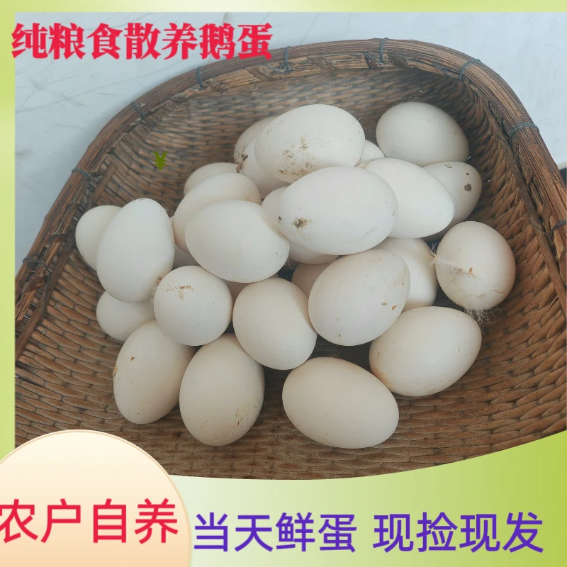 农家散养新鲜鹅蛋散养正宗散养大鹅蛋正宗土鹅蛋鹅蛋新鲜农家散养
