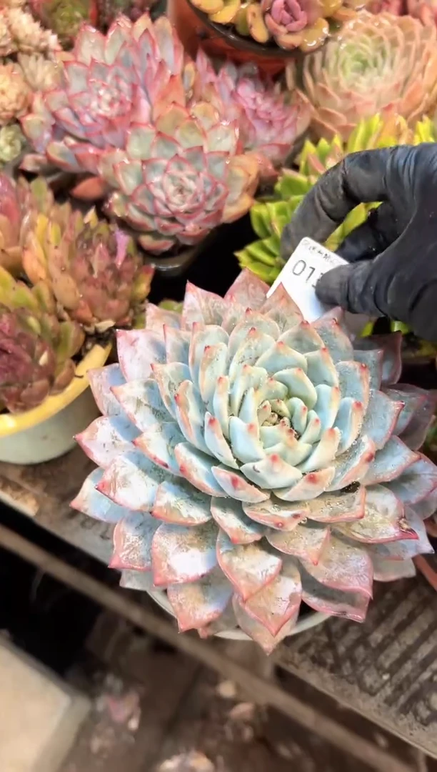 郭*多肉植物一物一拍01388