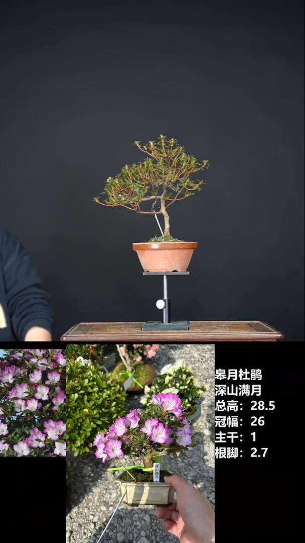无花朵云****8深山满月-533