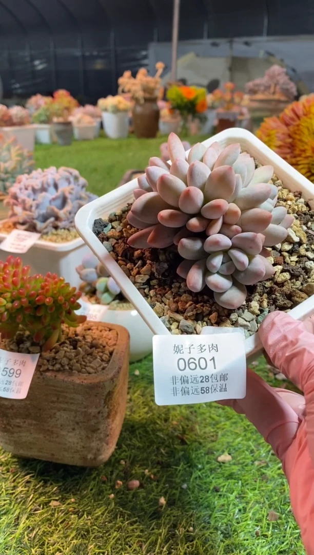 【闪购商品】0601a