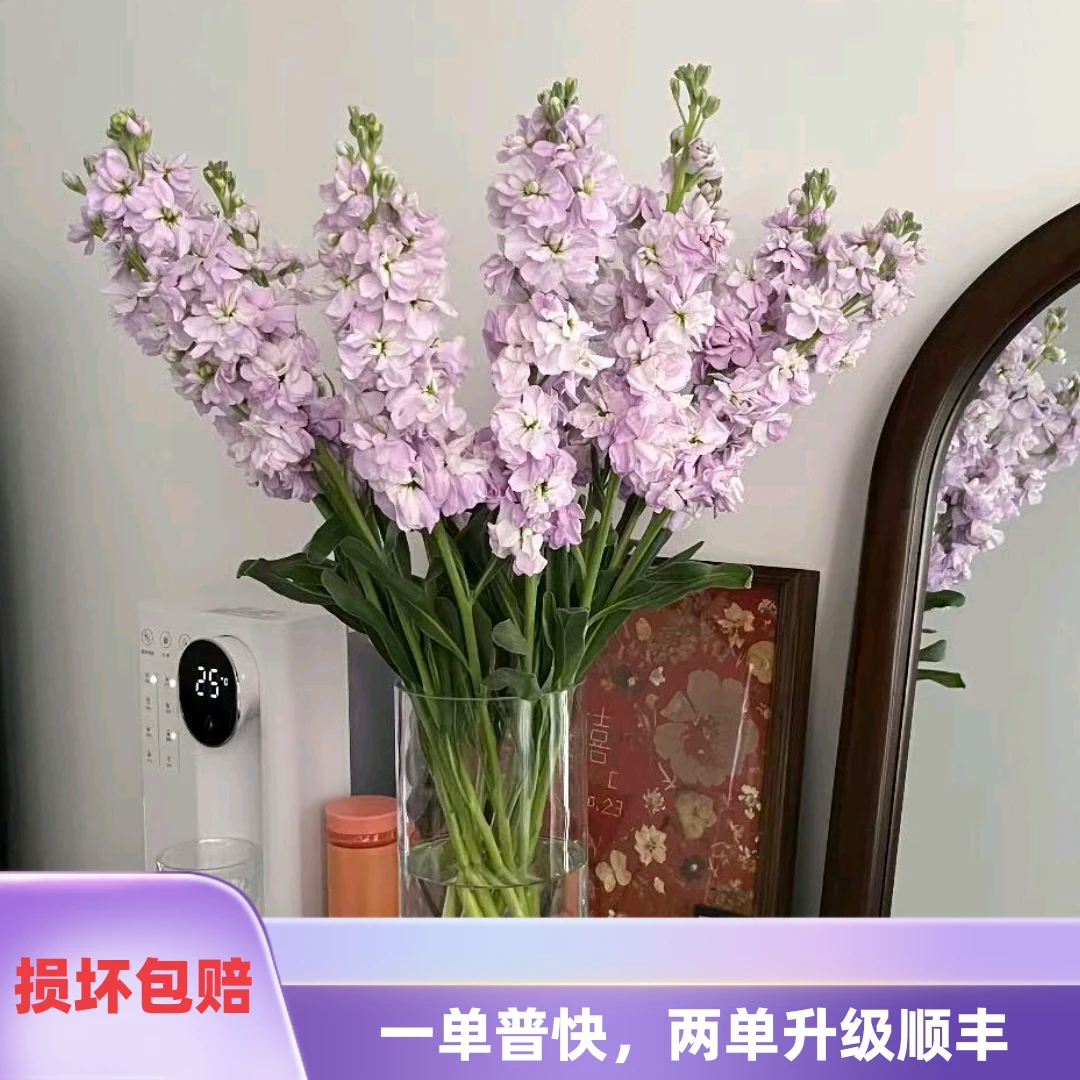 紫色重瓣紫罗兰1扎   任意2单升级顺丰冷链