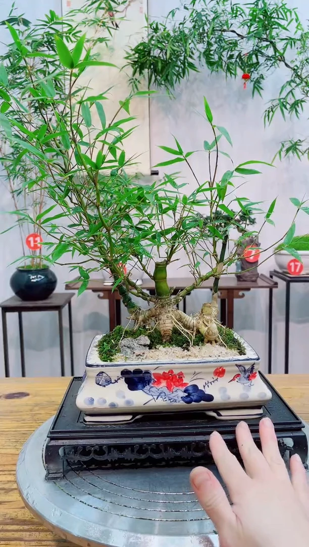 【闪购商品】竹子盆景竹子盆景