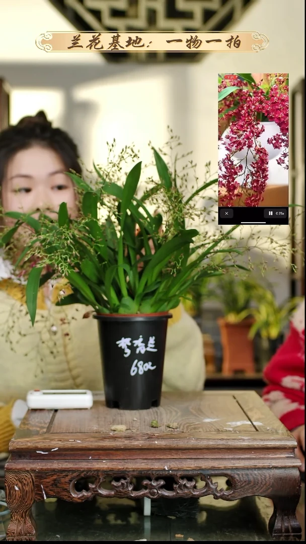 完全开放梦香10花以上