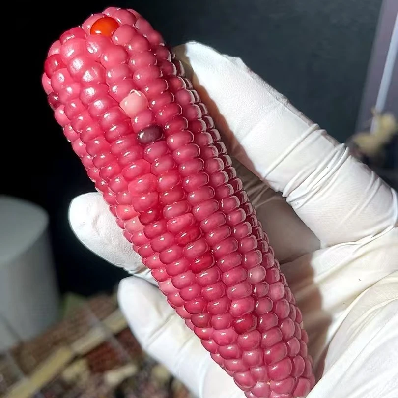 七彩宝石文玩玉米毛料手把件一物一拍