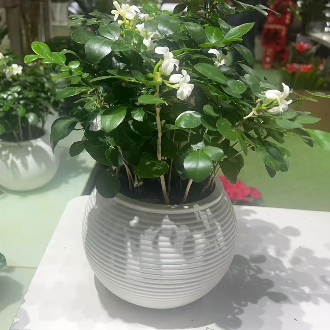 九里香盆栽四季开花绿植好养易活室内花卉植物