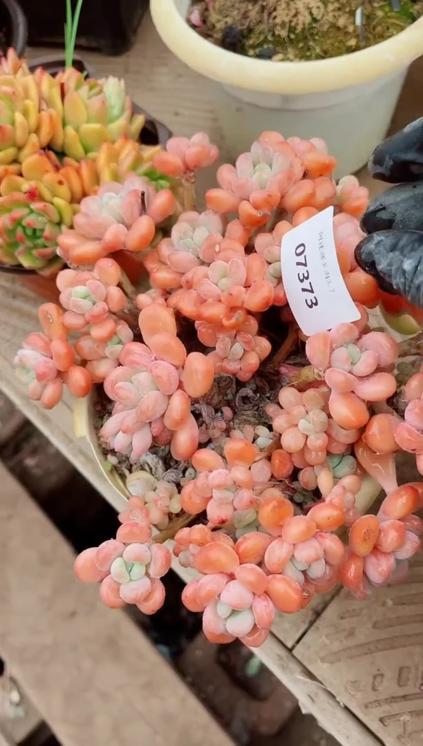 【闪购商品】07373多肉