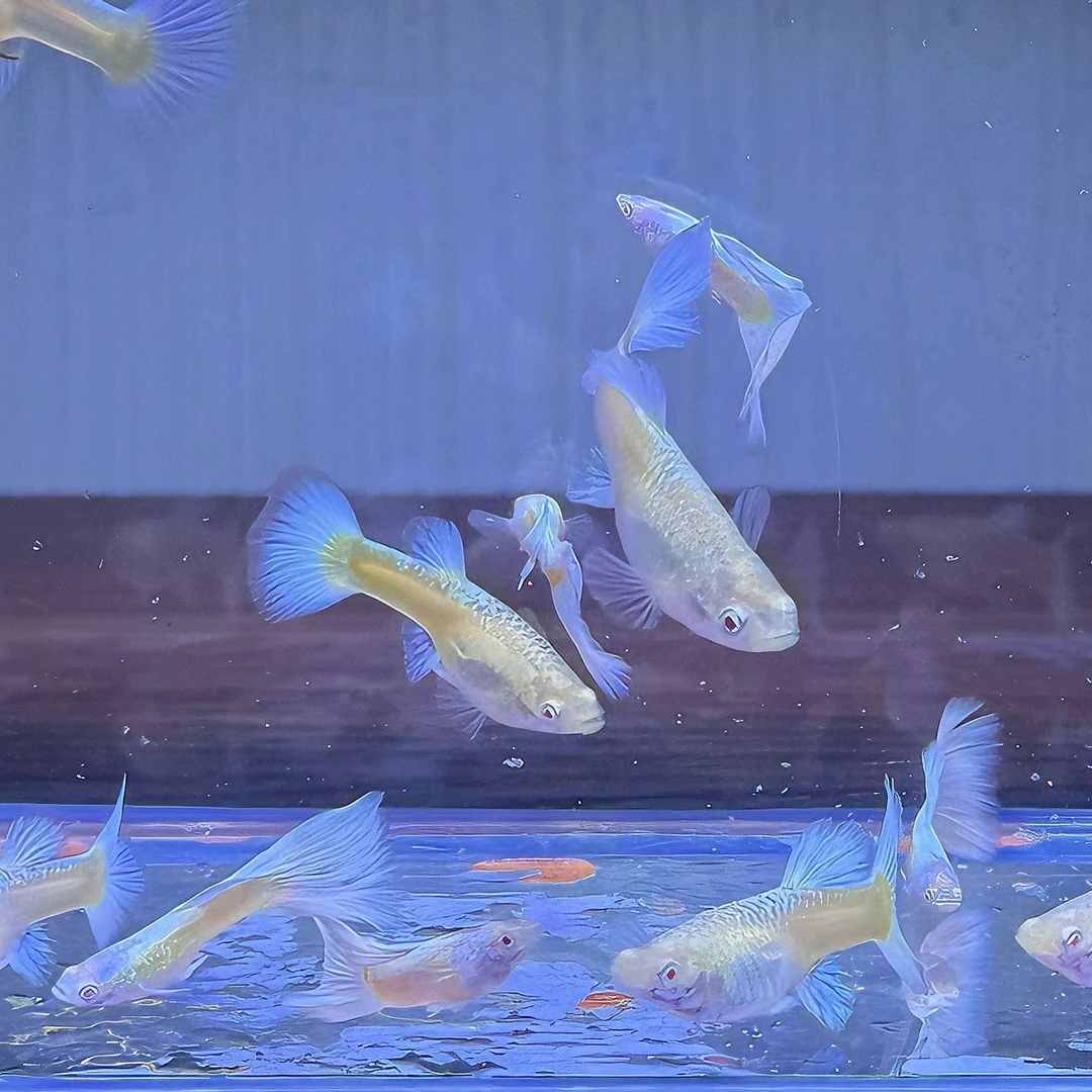 原线白雪公主孔雀