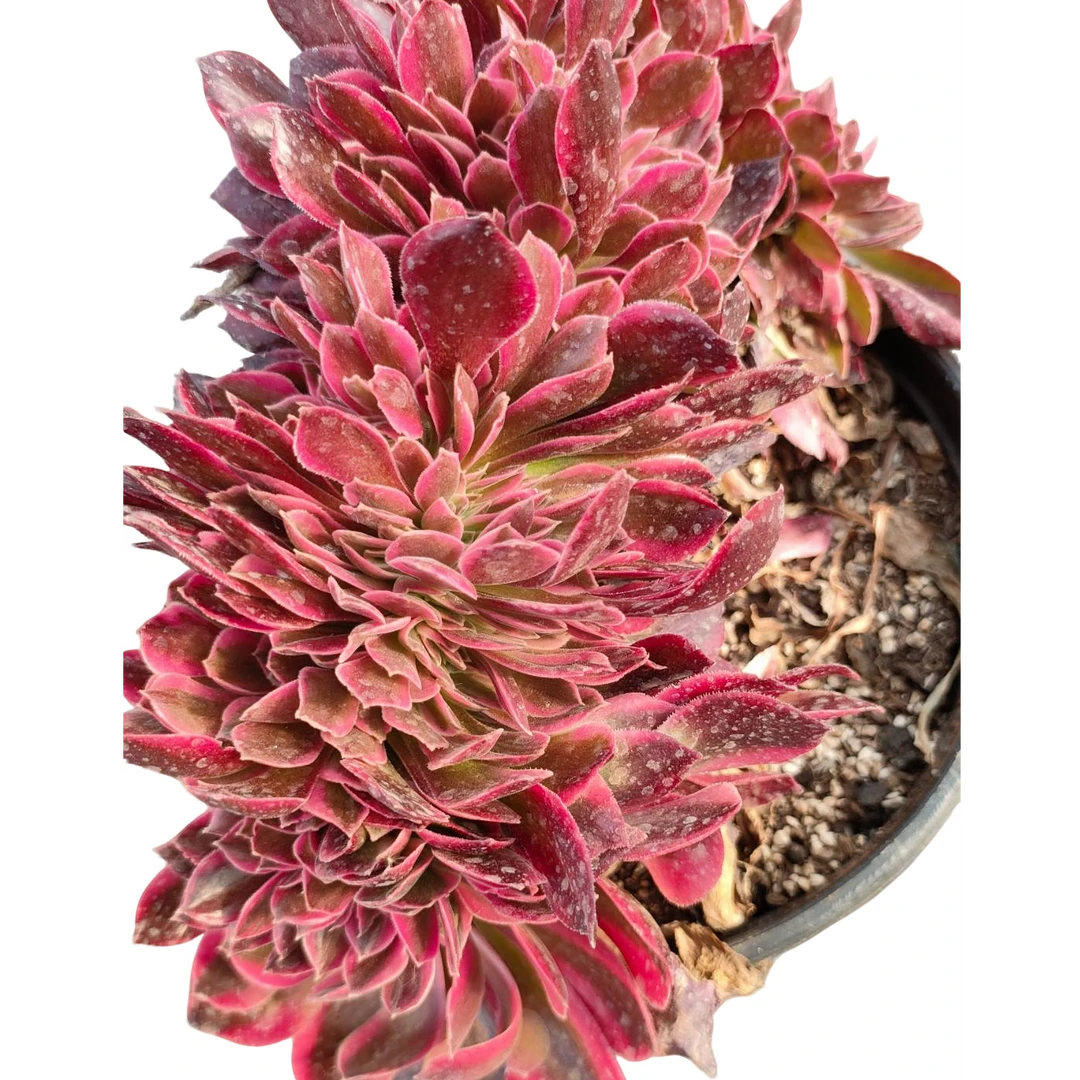 【女王缀化】精品盆栽盆景老桩多肉室内室外好养易成活多肉庭院造景