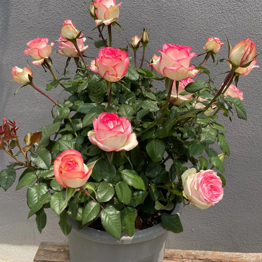 艾莎高杆棒棒糖月季 花色艳丽 阳台庭院花艺 多季循环开花