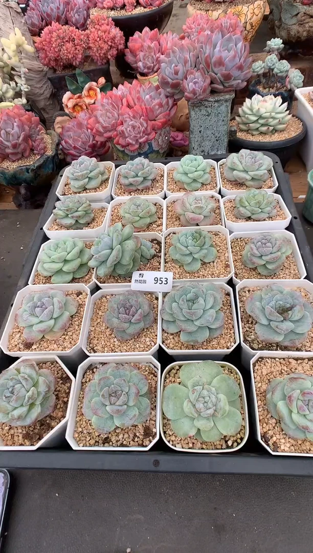 953冰沙一筐一物一拍