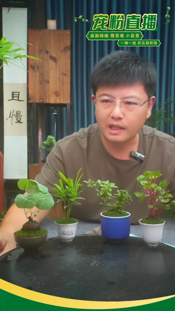 无花朵4**4苔藓微景观465号