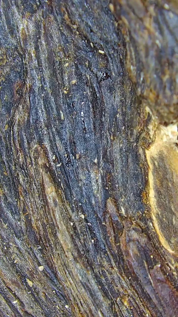 沉香沉香碎屑海南虎斑奇6.7克