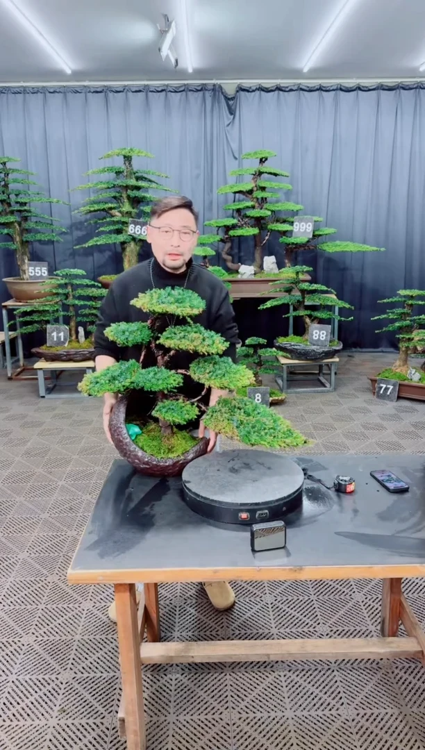 无花朵盆景.....