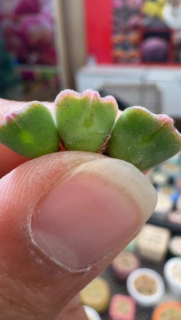 【闪购商品】14-21天使之翼一颗