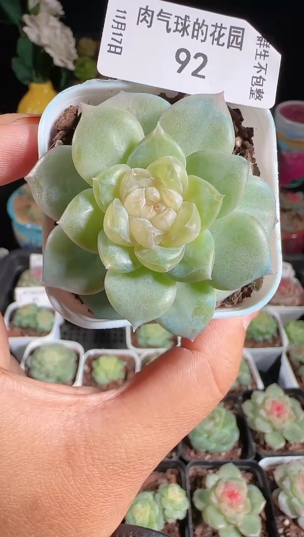 1117-92玉瑶群生不包整