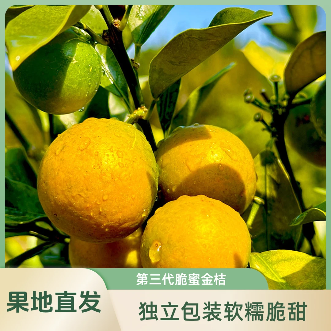 【第三代】融安脆蜜金桔独立包装现摘水果脆甜软糯脆蜜金柑